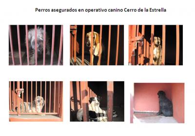 20130108045208-perros-asesinos.jpg