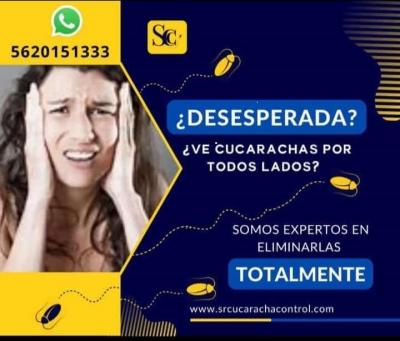 ¿Desesperada? ¿Ve cucarachas por todos lados?